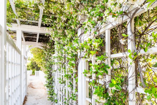 Cost of Trellis Repair in Los Gatos