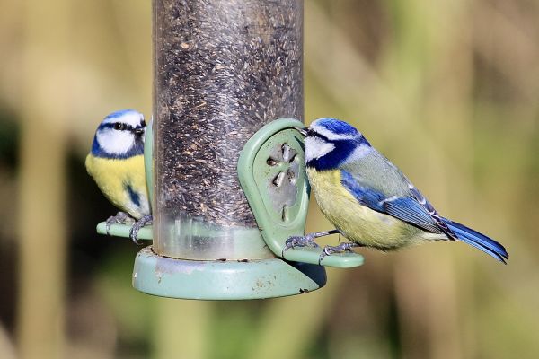 Bird Feeder Mounting Service in Los Gatos
