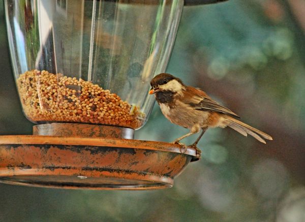 Bird Feeder Mounting